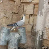 کبوتربدرنگ