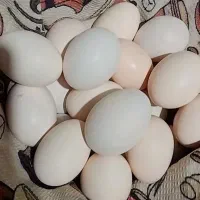 تخم مرغ محلی
