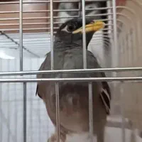 جوجه