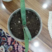 گلهای کاکتوس|گل و گیاه طبیعی|رشت, حافظ آباد|دیوار