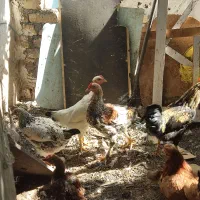 مرغ حرس با قیمت مناسب|حیوانات مزرعه|قم, قم نو|دیوار