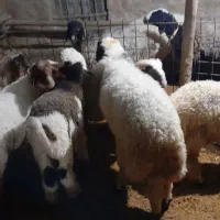 کاور پروار|حیوانات مزرعه|کارزان, |دیوار