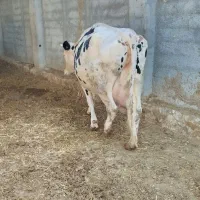 ماده گاو|حیوانات مزرعه|چناران, |دیوار