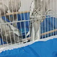 عروس هلندی لتینو|پرنده|فولادشهر, مسکن مهر فولادشهر|دیوار