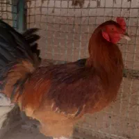 خروس فر وخروس بومی وخروس سفید|حیوانات مزرعه|اردکان, |دیوار