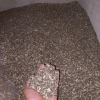 بذر جو سیاه کشت آبی شش پر