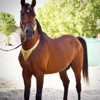 پانسیون و سواری تفریحی