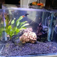  اکواریوم وماهی گوپی زبرا|ماهی|خرمآباد, |دیوار