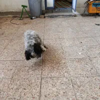 واگذاری تریر