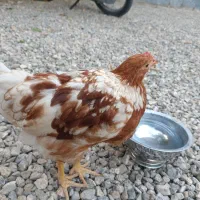 جوجه مرغ و خروس