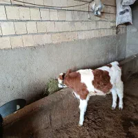 گوساله نر درجه یک|حیوانات مزرعه|گلپایگان, |دیوار