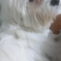 واگذاری|سگ|قزوین, |دیوار