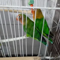 طوطی کوتوله ومرغ عشق