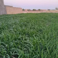 ذرت علوفه ای