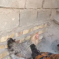مرغ و خروس گلین