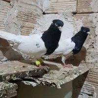 کفتر ساده سیاه کله سیاه