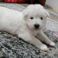 فروش توله نر وماده سگ سامویید