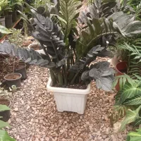 فروشگاه گل و گیاه ناز|گل و گیاه طبیعی|فردیس, شهرک ناز|دیوار