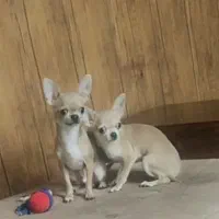 چیواوا|سگ|بومهن, |دیوار