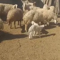 ۱۴ عدد میه  ۴تاش زایمان کرده