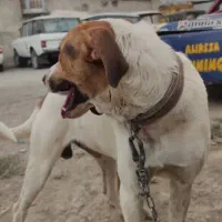 واگذاری سگ بومی