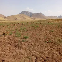نخود دیمی کیلویی 150هزار
