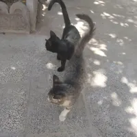 واگذاری رایگان دو بچه گربه