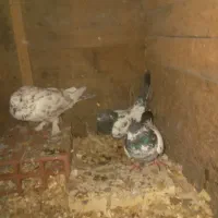 کبوتر سرحال به شرط