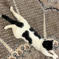 سرپرستی گربه