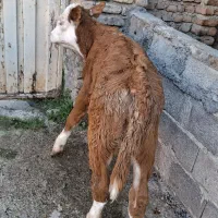 گوساله اصیل گرگان