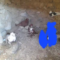 ۶ عدد کبوتر ککیلی کلفه.فیلی|پرنده|اردبیل, |دیوار