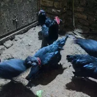 خروس سیاه|حیوانات مزرعه|مشهد, نیزه|دیوار