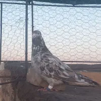 سار شکلاتی کاکلی نر