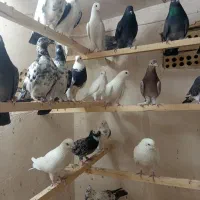 کبوتر پرشی