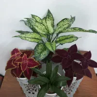 گل متنوع طبیعی