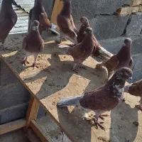 کبوتر سرخ ساعت سنگین|پرنده|برخوار, |دیوار