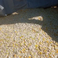 لوبیا چیتی بذری