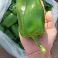 فلفل دلمه ای صادراتی کاکی