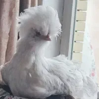 مرغ و خروس