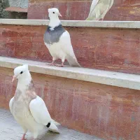 سه تا جوجه تازه دون خور
