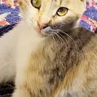 واگذاری رایگان گربه|گربه|قدس, شهرقدس|دیوار