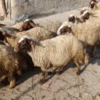 گوسفند اصیل سنجابی|حیوانات مزرعه|ماهیدشت, |دیوار