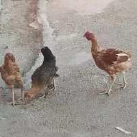 جوجه محلی اصل به فروش میرسد