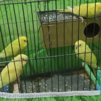 یک جفت مرغ عشق مولد با دو جوجه دون خور