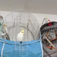 چهارتا عروس هلندی نرو ماده