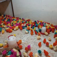 جوجه رنگی|حیوانات مزرعه|کرج, کوی امامیه|دیوار