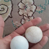 سنگ اسیاب|کلکسیون اشیاء عتیقه|بروجرد, |دیوار