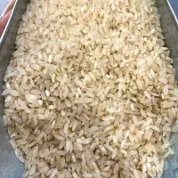 برنج کامفیروزی درجه یک به شرط پخت