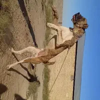 واگذاری سگ خراسانی