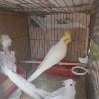 عروس هلندی با جوجه